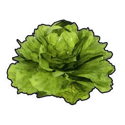 Lechuga